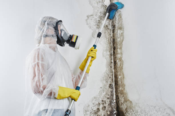 Best Attic Mold Removal  in Bunkie, LA