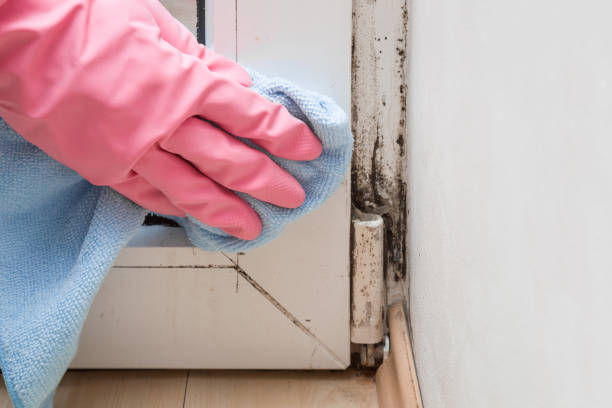 Best Crawl Space Mold Removal  in Bunkie, LA